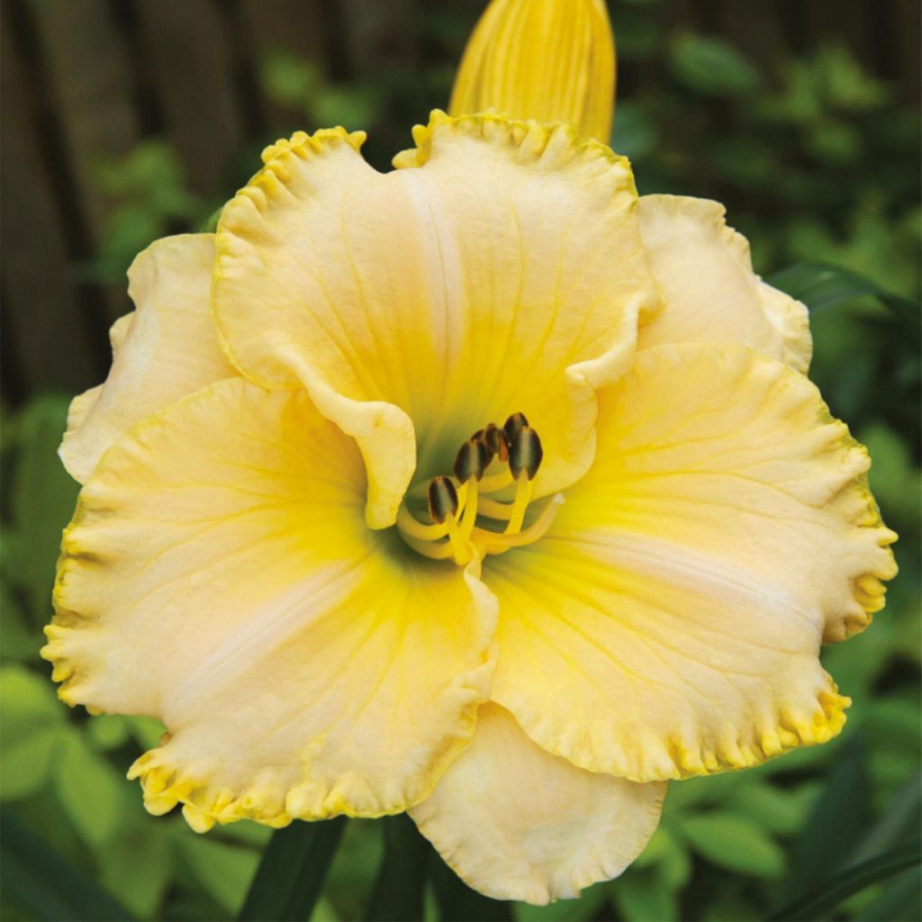 Hemerocallis Hémérocalle de jardin Villa Vanilla 1 pièce Image du produit 