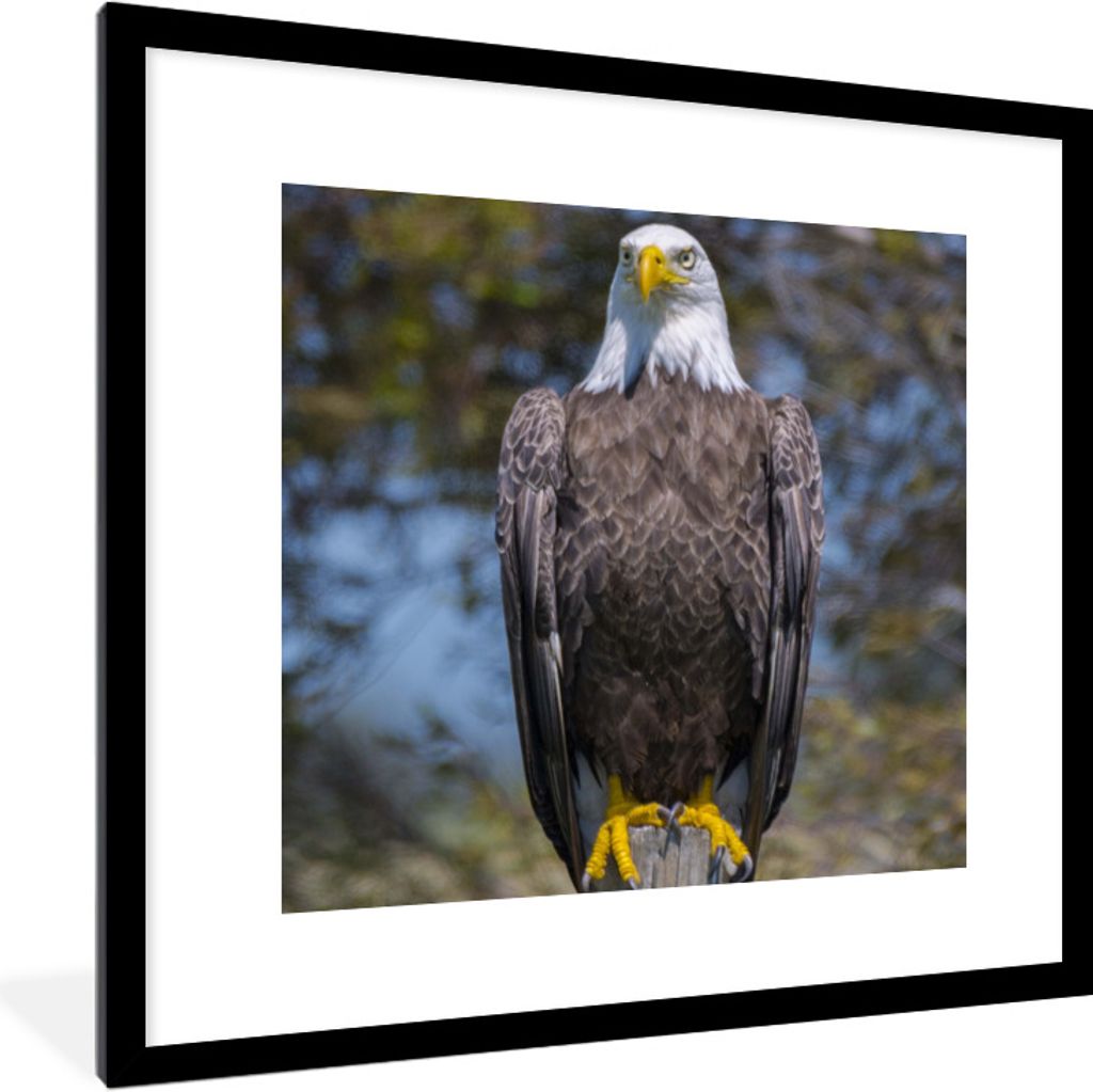 MuchoWow Gerahmtes Poster Ein Weißkopfseeadler sitzt auf einem Holzpfahl 40x40 cm - Poster mit Schwarzem Bilderrahmen Wandposter Rahmen Foto Bil...