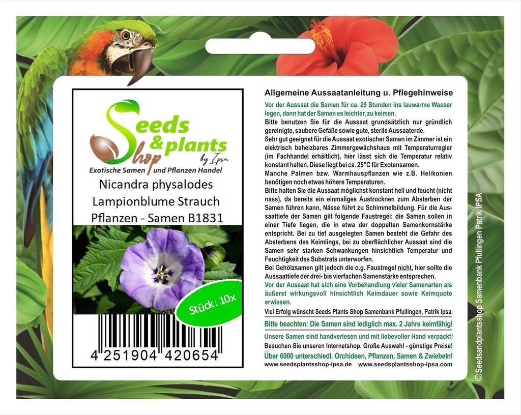 10x Nicandra physalodes Lampionblume Strauch Pflanzen - Produktbild 