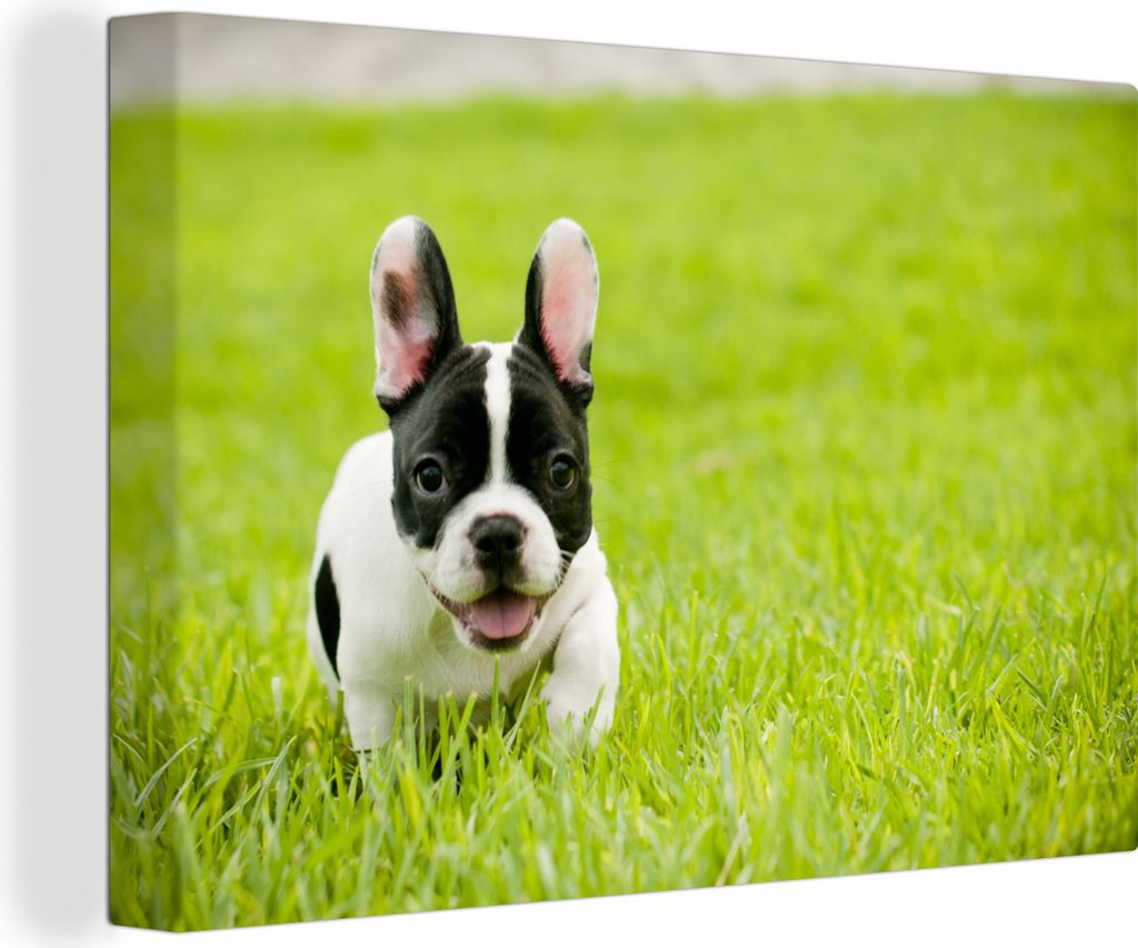 OneMillionCanvasses - Leinwandbilder - 140x90 cm, Französische Bulldogge - Welpe - Gras, Wandbilder Kunstdruck Wanddekoration - Foto auf Leinwan...