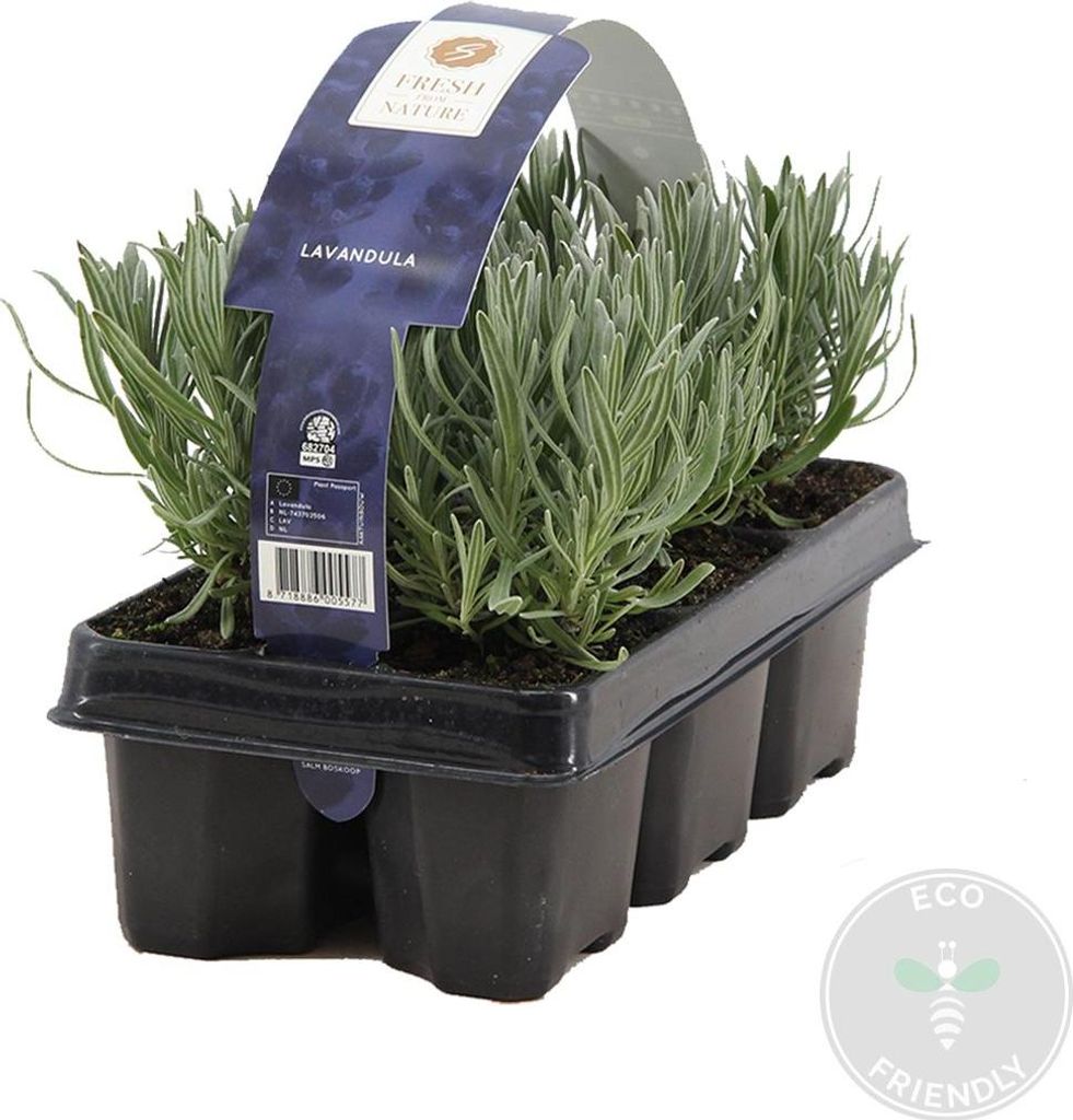 Bloomique - Lot de 1 - Lavandula Angustifolia - Plante de Image du produit 