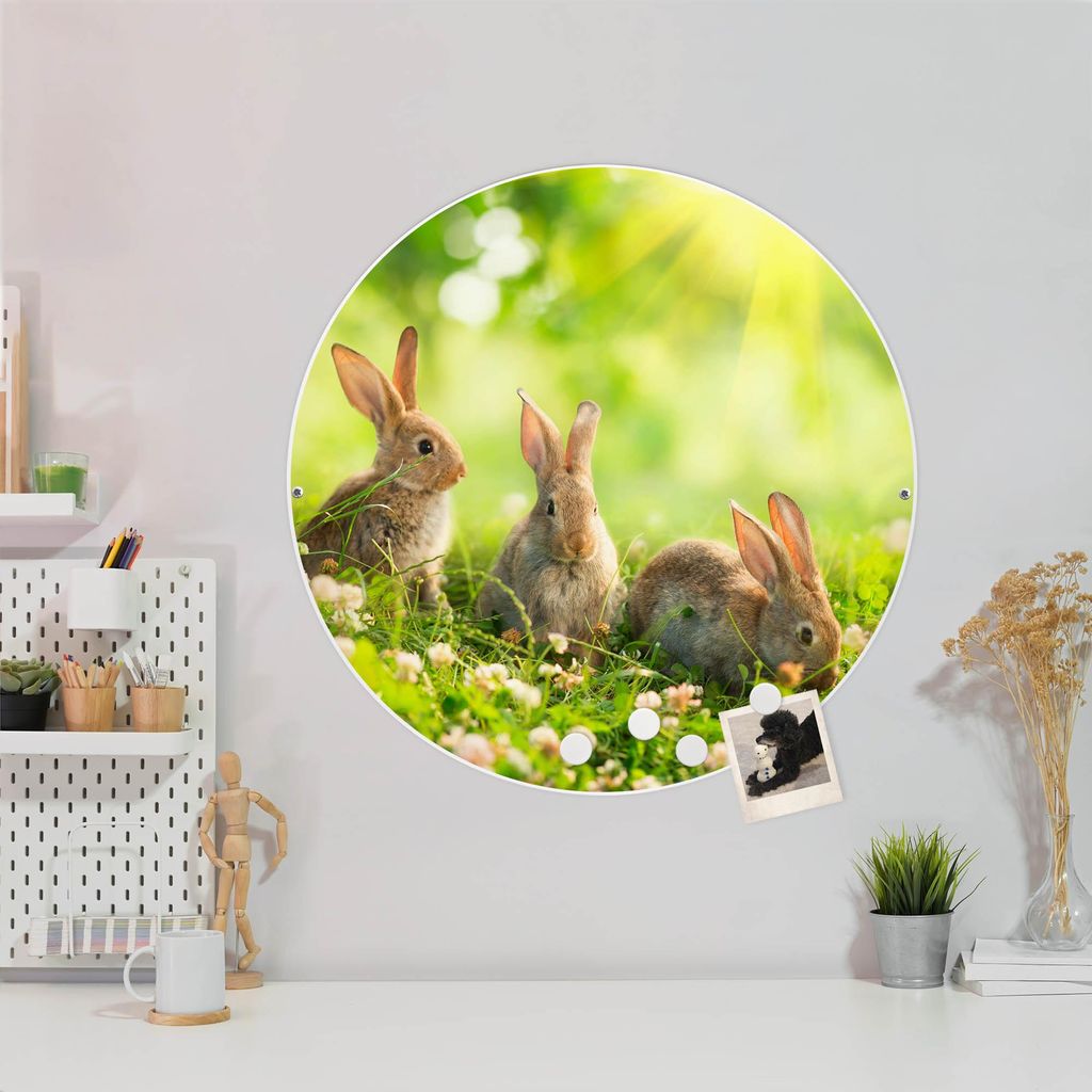 Design Stahlmagnettafel Weiß Rund 47cm Drei Hasen