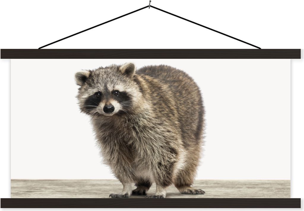 MuchoWow Textilposter Waschbär - Tiere - weißer Hintergrund - Jungen - Mädchen - Kinder 90x45 cm mit schwarzem Rahmen - Klemmleisten