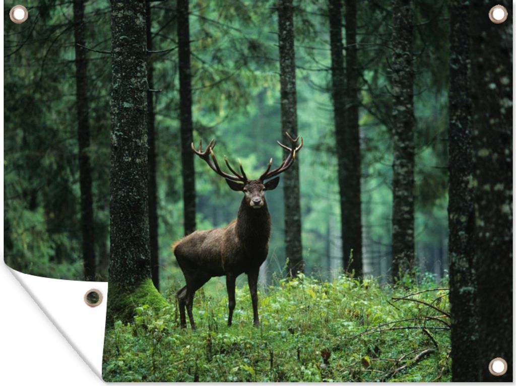 MuchoWow 80x60 cm Outdoor-Poster Gartendeko Sichtschutz Garten Poster für den Garten Hirsche - Wald - Bäume - Tiere - Natur