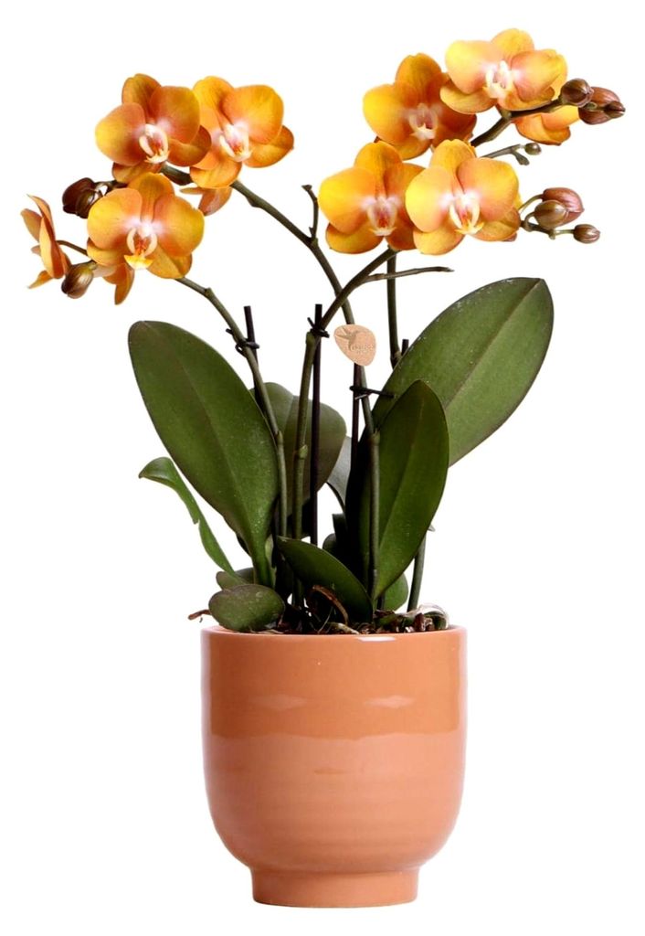 Orchideen | Orange Phalaenopsis-Orchidee Las Vegas im cognacfarbenen glasierten Topf - Topfgröße Ø12cm