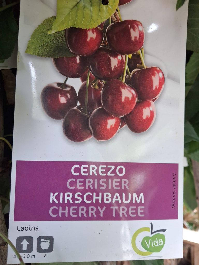 A plant tag showing a picture of cherries and text describing the product.