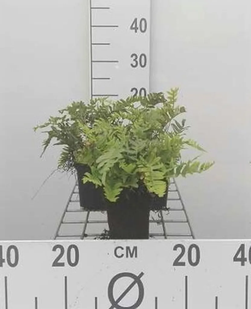 Habiller un muret ou un sol sec à l'ombre avec 6 Polypodium vulgare