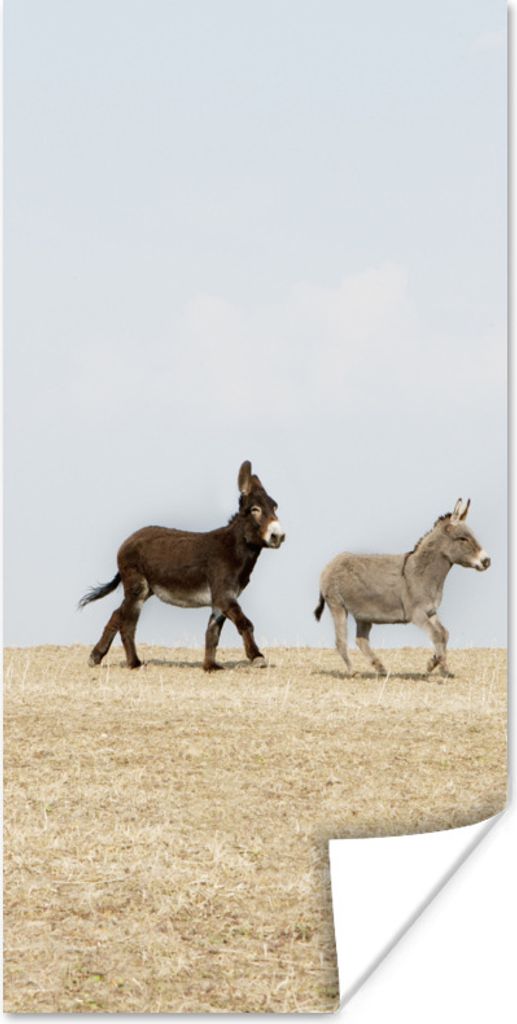 MuchoWow Poster Laufende Esel 20x40 cm - Plakat - Foto
