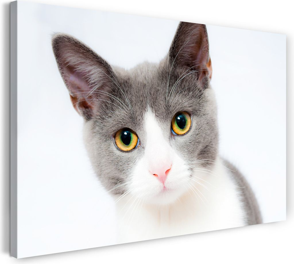 Leinwandbild (80x60cm): Katze grau-weiß süß guckend Katzenbilder, echter Holz-Keilrahmen inkl. Aufhänger, handgefertigt in Deutschland