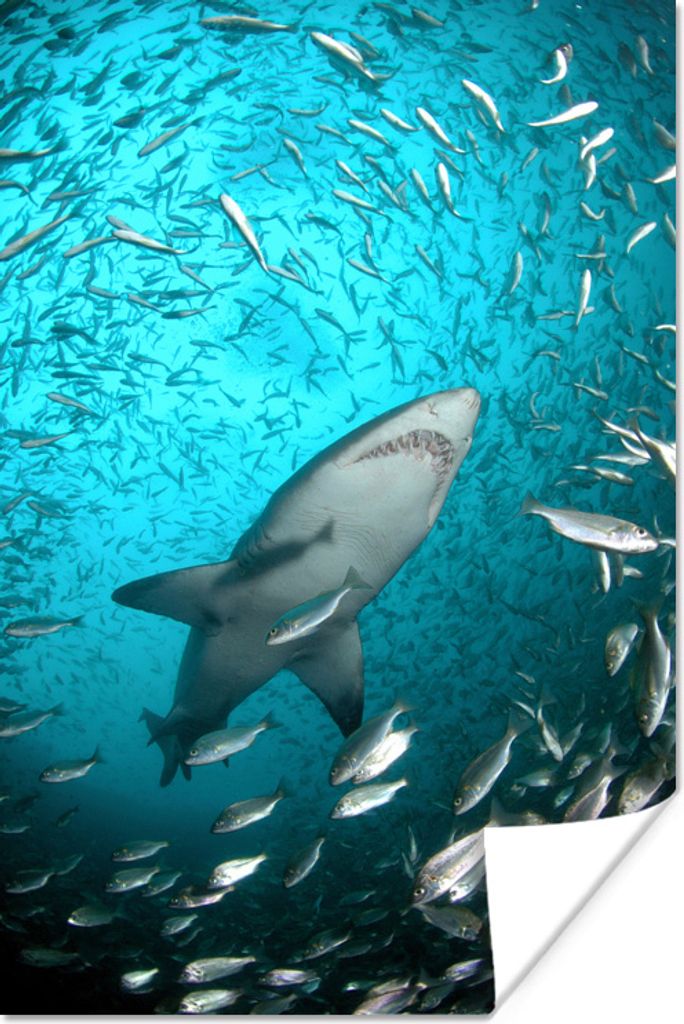 MuchoWow Poster Ein Hai unter Fischen 40x60 cm - Plakate für die Wand - Poster Babyzimmer