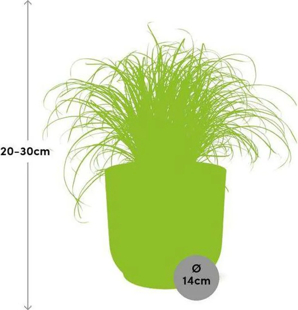 Plante Cyperus Zumula Ø 14 cm au feuillage graphique et port compact