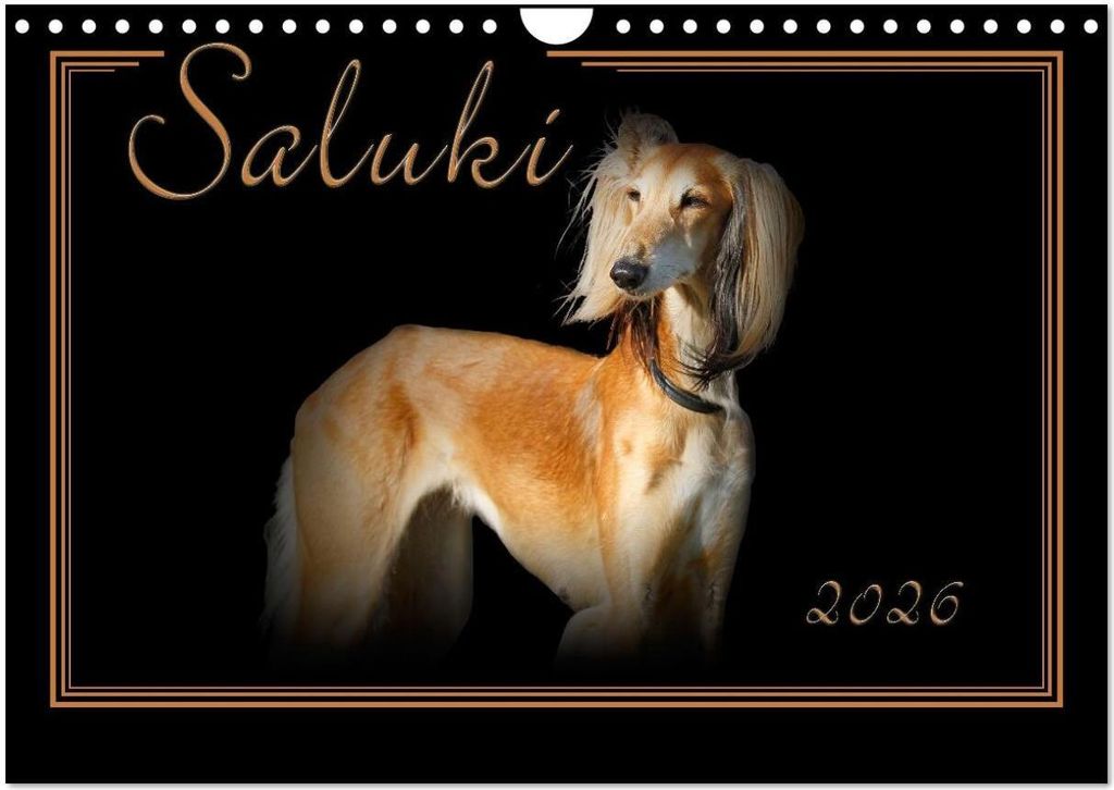 Saluki 2026 (Wandkalender 2026 DIN A4 quer), CALVENDO Monatskalender