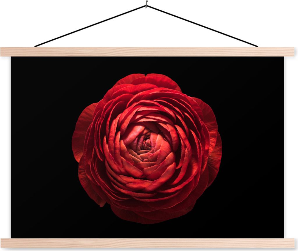 MuchoWow Textilposter Eine Nahaufnahme einer roten Butterblume auf schwarzem Hintergrund 120x80 cm mit holzfarbenen Rahmen - Aufhängeset