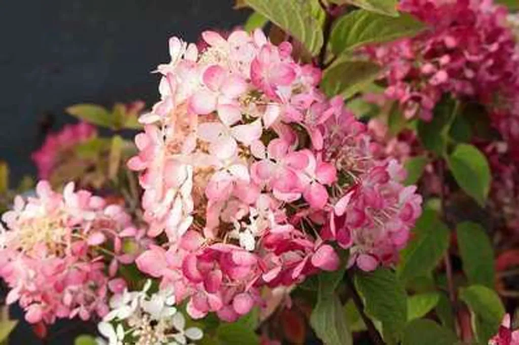 Hortensia Fraise Melba idéal pour haie fleurie et bordure jardin 50 cm
