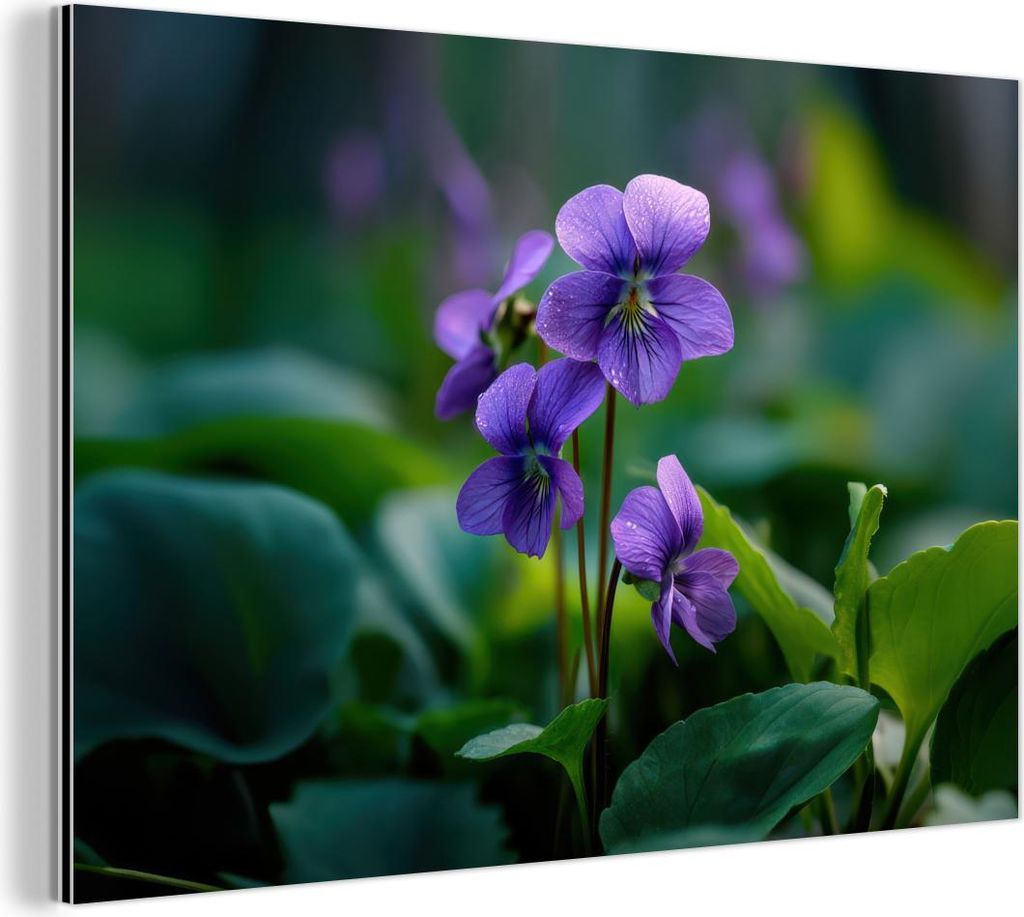 MuchoWow Wanddekoration Metall Metallbild Wandkunst 90x60 cm Veilchen - Lila - Blume - Blatt MuchoWow Aluminium Gemälde - Wandbilder