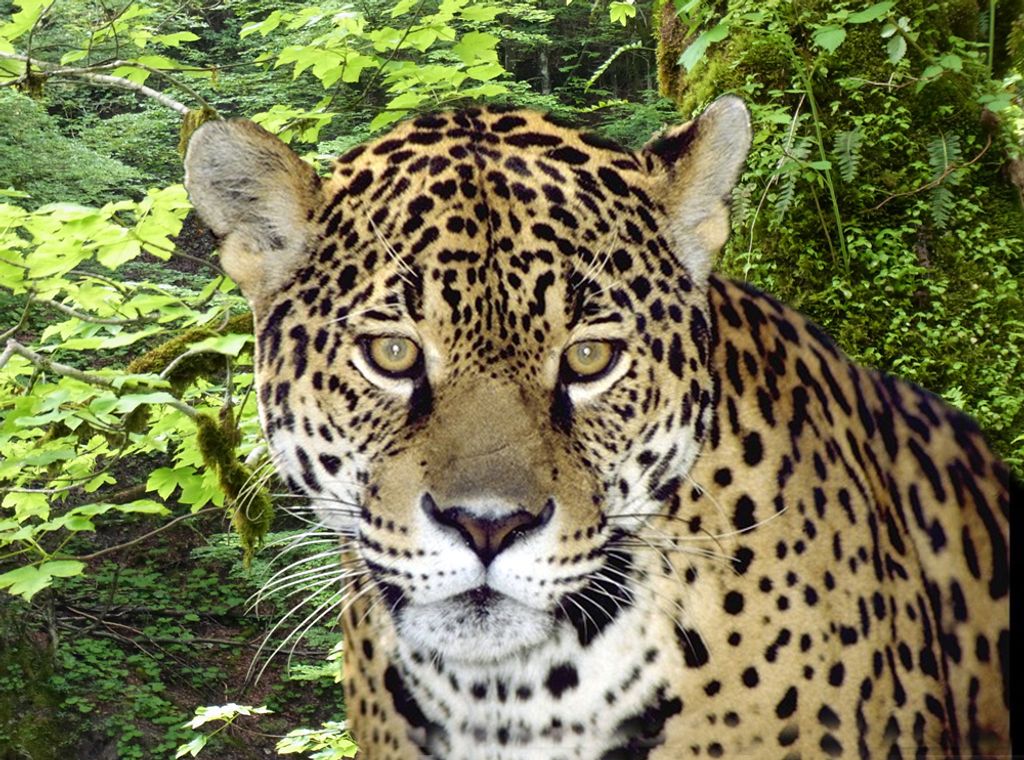 3 D Ansichtskarte Leopard, Postkarte Wackelkarte Hologrammkarte Raubkatze