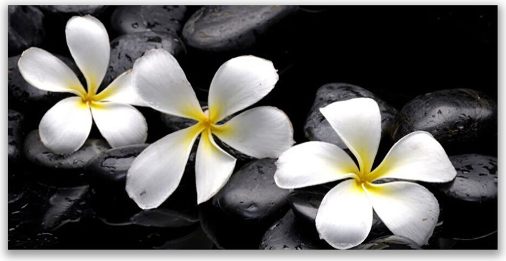 Küchenrückwand aus Glas 120x60cm Spritzschutz Blumen Steine Pflanzen