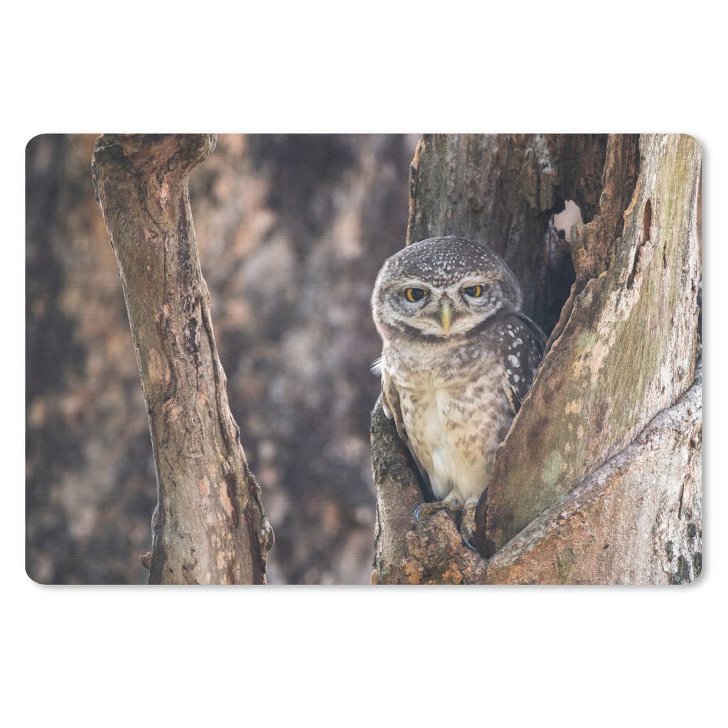 MuchoWow Schreibtischunterlage Eule - Baum - Wald 60x40 cm - XXL Mauspad - Großes Mauspad