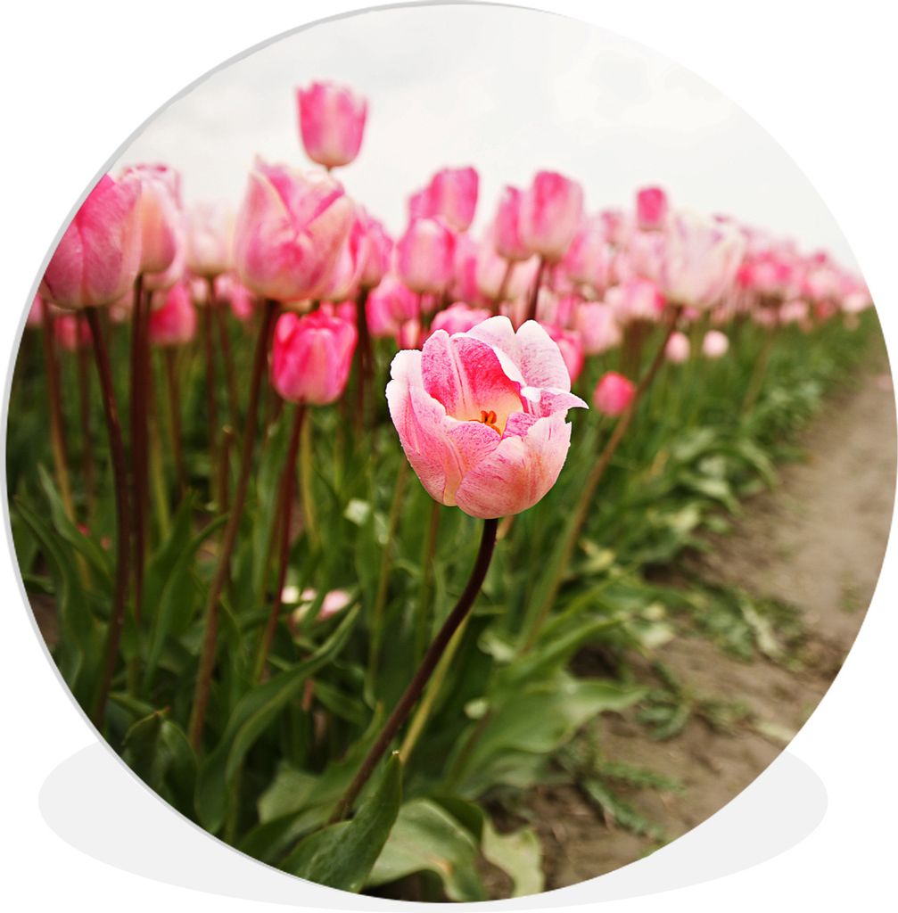 MuchoWow Rundes Wandbild - Runde Bilder Ein Weg durch ein Tulpenfeld Ø 30 cm Kreis Wanddekoration Kunststoff - Wandkreis - Wandschmuck - Schlafz...