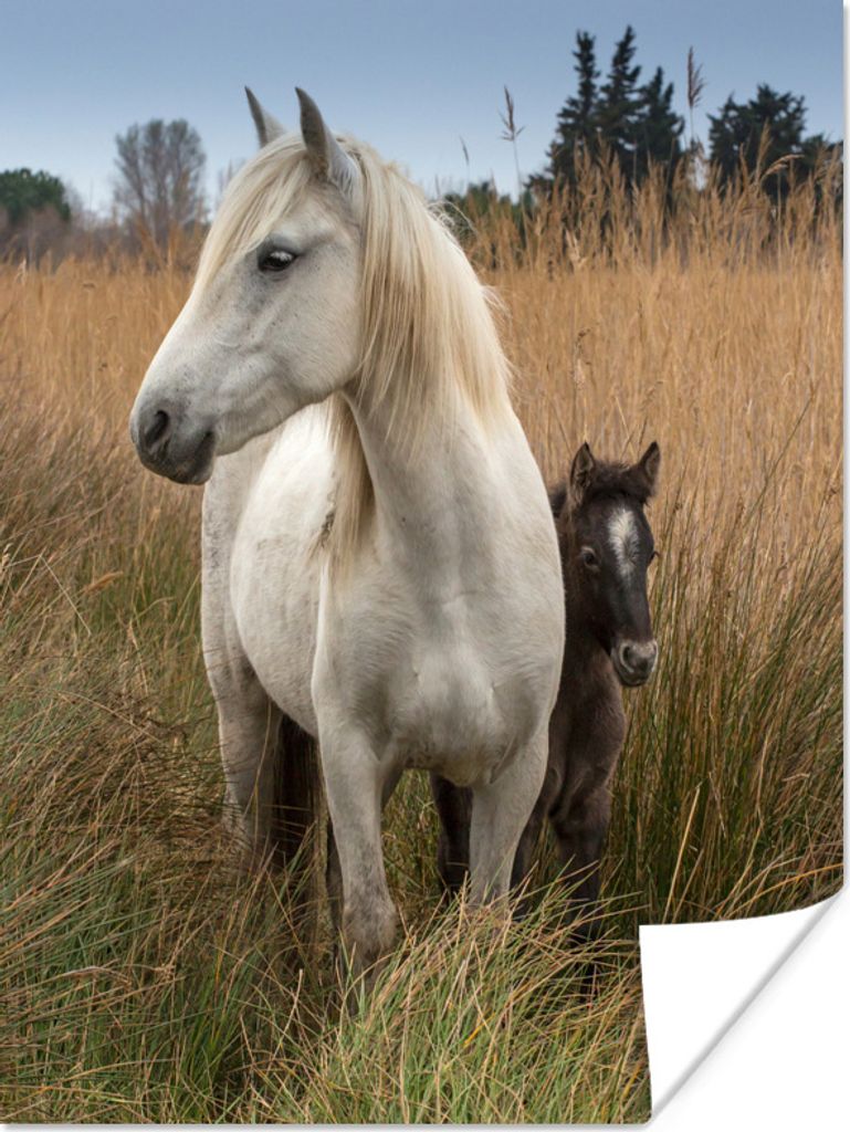 MuchoWow Poster Pferd mit Fohlen in der Camargue 60x80 cm - Schlafzimmer Dekoration