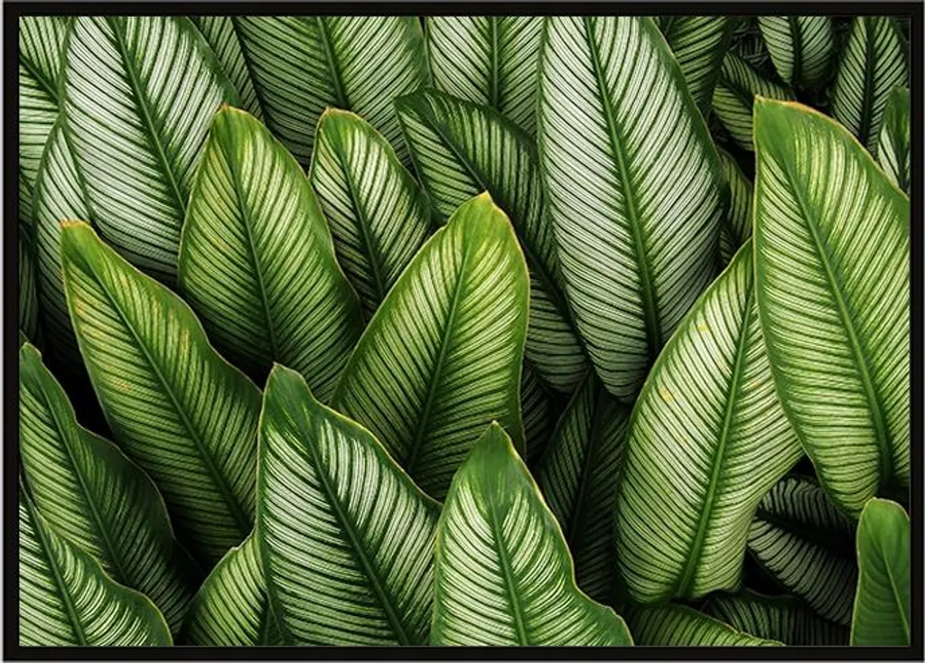 Poster Incorniciato 53x73 cm Foglie P1119 - Arredamento Parete Qualità