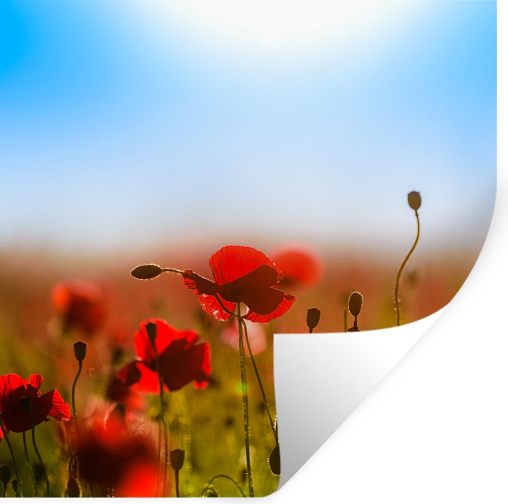 MuchoWow Wandtattoo Wandsticker Wandaufkleber Mohnblumen unter einem klaren blauen Himmel. 30x30 cm Selbstklebend und Repositionierbar - Repositi...