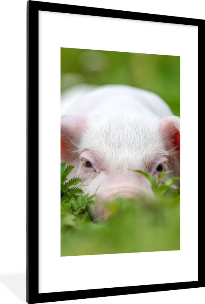 MuchoWow Gerahmtes Poster Schwein - Tiere - Groß 60x90 cm - Poster mit Schwarzem Bilderrahmen Wandposter Rahmen Foto Bilder - Dekoration - Wandp...