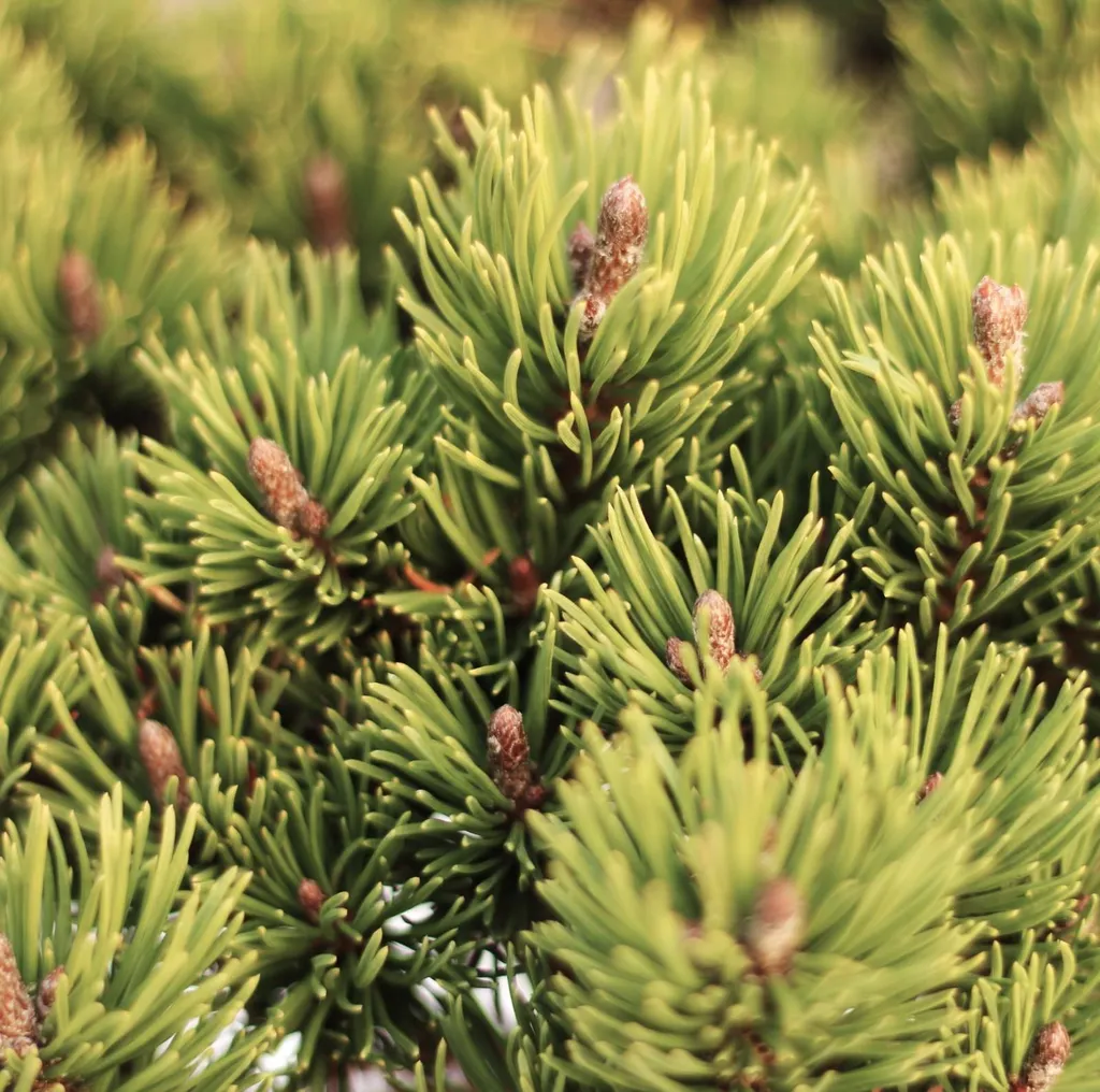 Pinus uncinata Nana compact : Pin à crochets résistant 20-25 cm - 2