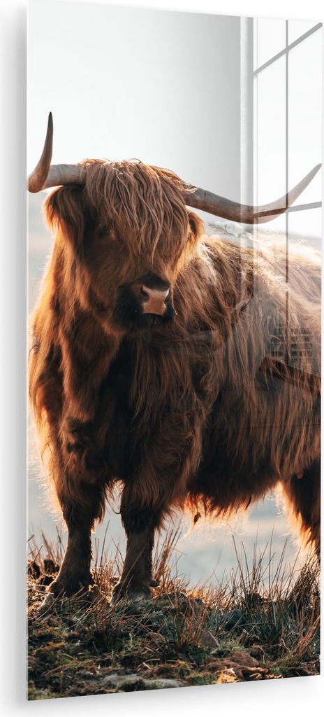 MuchoWow Glasbilder - Bilder auf Wandbild - Foto auf Glas Schottische Hochlandrind - Tiere - Ländlich - Landschaft - Kuh - Natur 60x120 cm Wanddek...