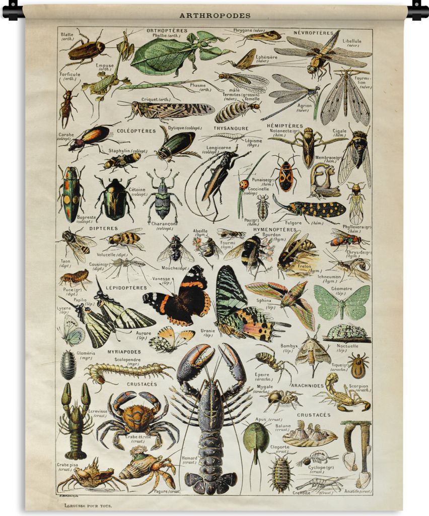 MuchoWow Wandteppich Wandbehang Tiere - Adolphe Millot - Vintage - Insekten - Kunst 150x200 cm Tapisserie Dekoration Wandtuch - Wandaufhängung -...