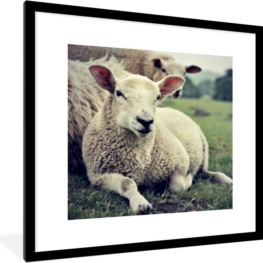 MuchoWow Gerahmtes Poster Schaf - Lamm - Gras 40x40 cm - Poster mit Schwarzem Bilderrahmen Wandposter Rahmen Foto Bilder - Poster - Plakat im Rahmen