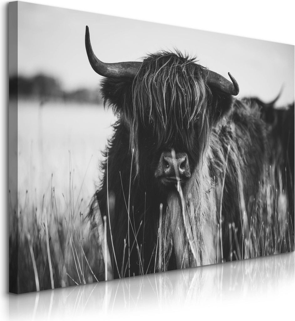 Muralo Leinwandbild Schottisches Hochlandrind KUH Tier Natur 3D 90x60 cm Wanddeko für Wohnzimmer