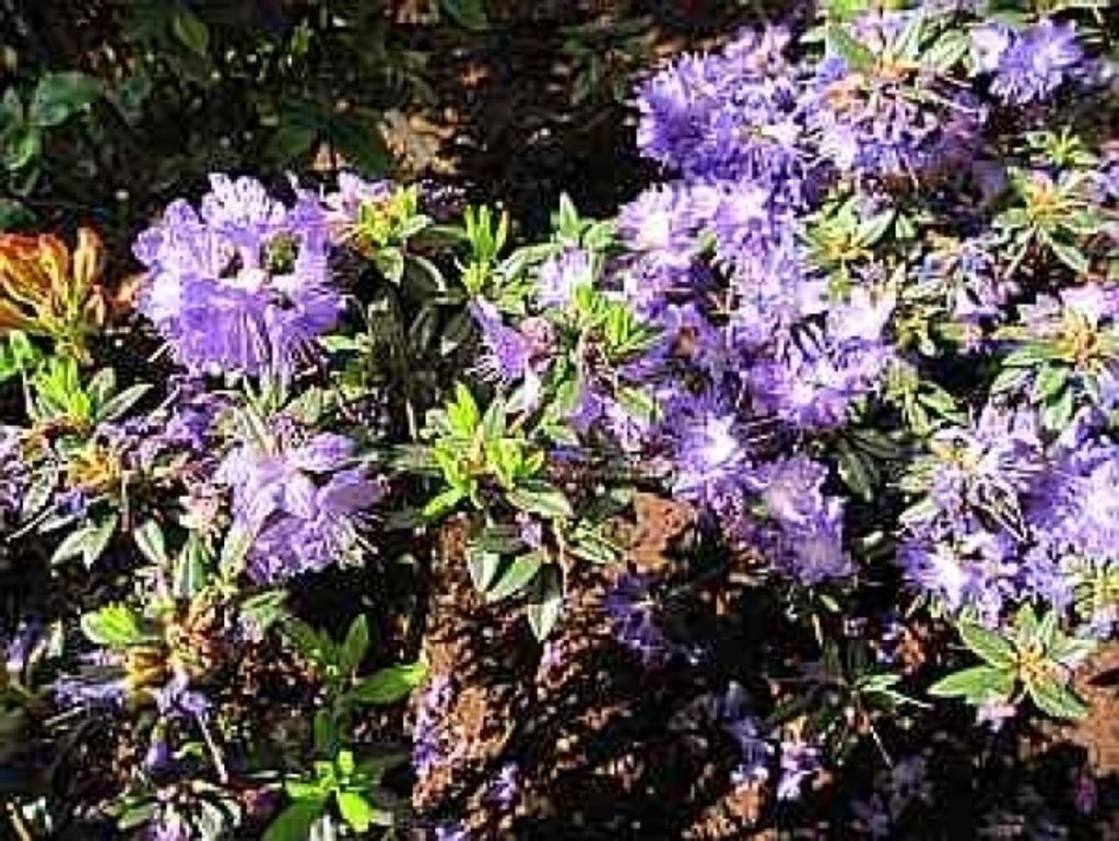 Rhododendron russatum Gletschernacht - Blaue Zwergalpenrose Gletschernacht 25-30cm