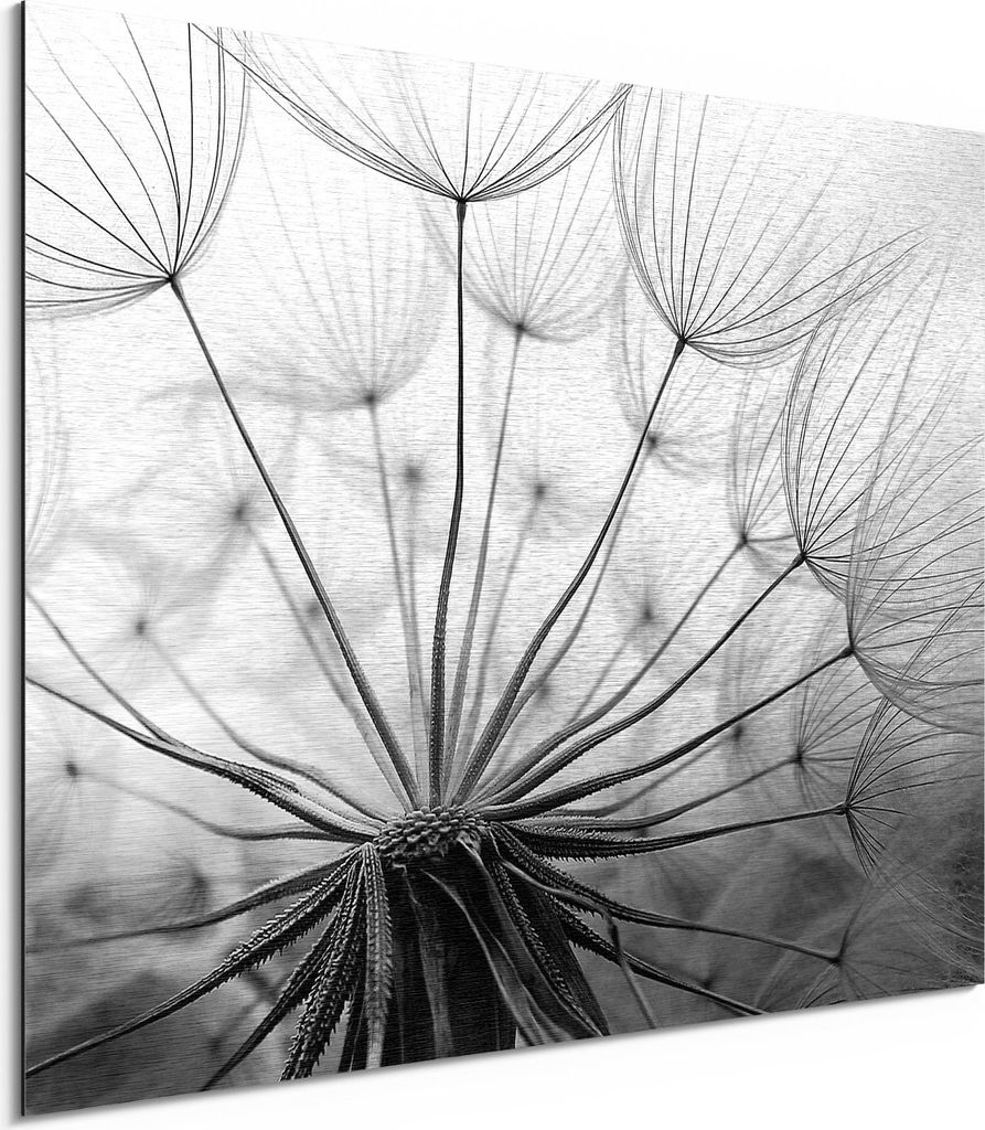 DEQORI Alu-Dibond Bild Silber 80x60 cm 'Pusteblume Nahaufnahme' Wandbild Metall dünn