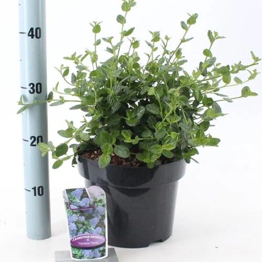 Ceanothus Yankee Point bleu intense - Arbuste persistant hauteur 40-50cm