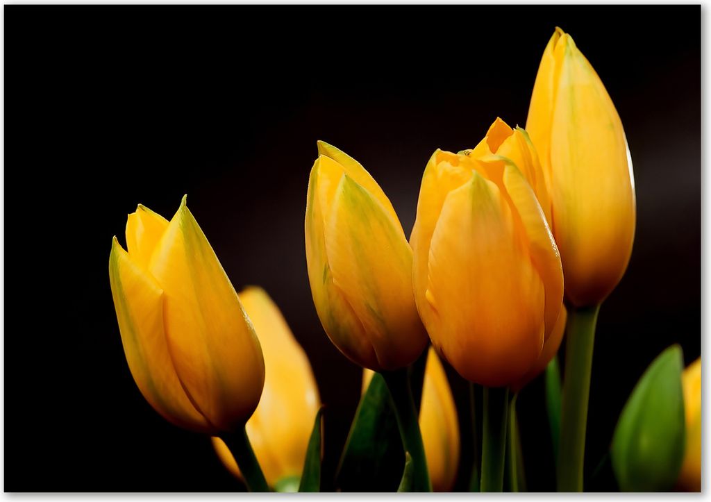 Tulup Leinwandbild - 100x70 cm - Wandkunst - Drucke auf Leinwand - Leinwanddruck - Blumen & Pflanzen - Gelb - Gelbe Tulpen