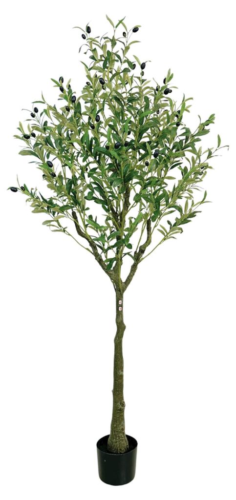 Buxibo Olivenbaum 1,8 Meter – 1224 Blätter – 68 Früchte – Produktbild 
