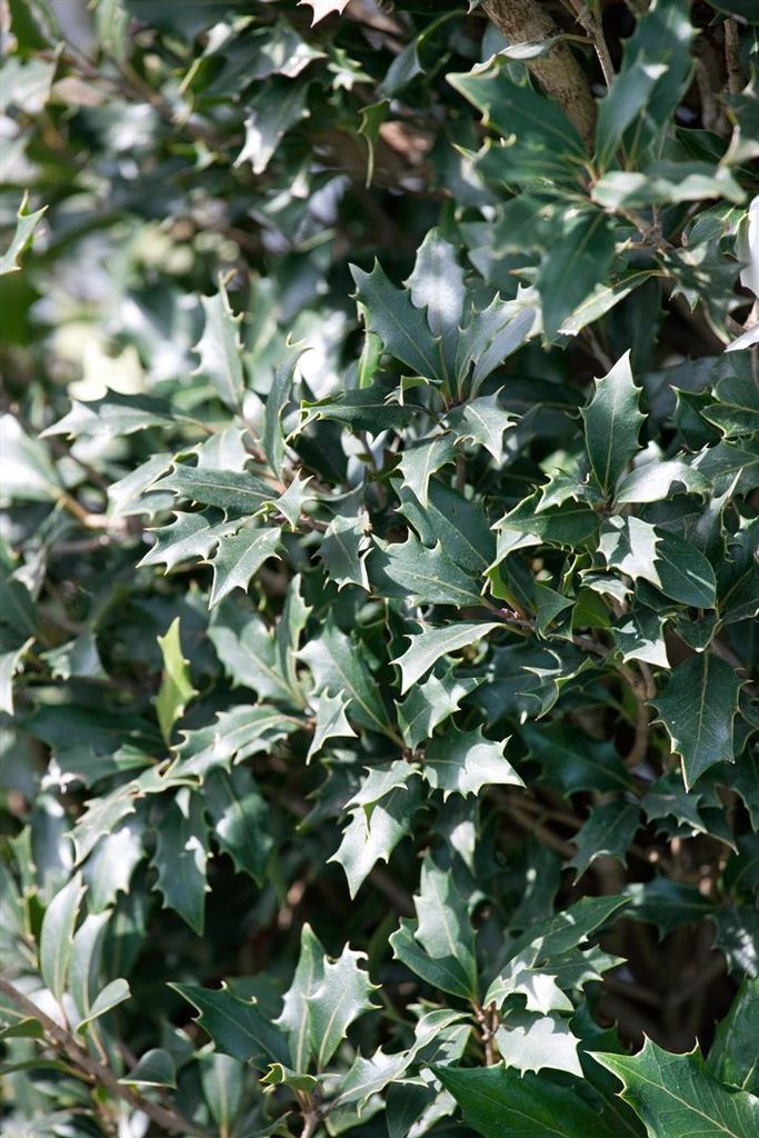 Osmanthus heterophyllus 'Purpureus', Duftblüte, immergrün, 30–40 cm