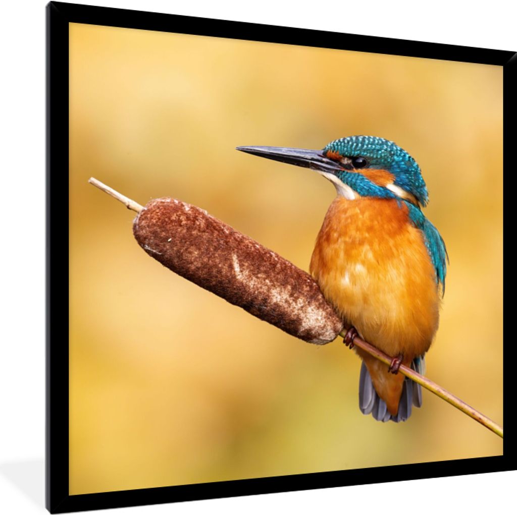 MuchoWow Gerahmtes Poster Eisvogel - Natur - Vogel 40x40 cm - Poster mit Schwarzem Bilderrahmen Wandposter Rahmen Foto Bilder - Mit Rahmen - Wand...