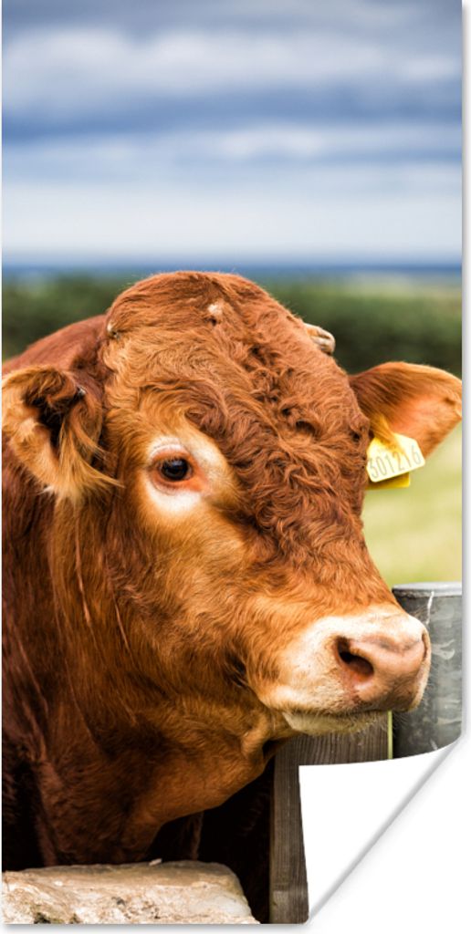 MuchoWow Poster Schottischer Highlander - Berg - Zaun 20x40 cm - Plakat - Foto