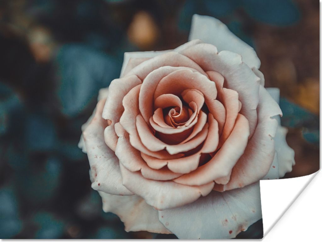 MuchoWow Poster Blume - Weiß - Rosa 40x30 cm - Plakate für die Wände - Poster Wohnzimmer