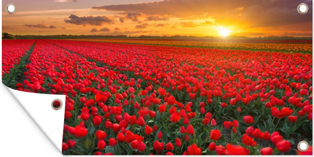 MuchoWow 60x30 cm Outdoor-Poster Gartendeko Sichtschutz Garten Poster für den Garten Die Sonne strahlt über die vielen roten Tulpen