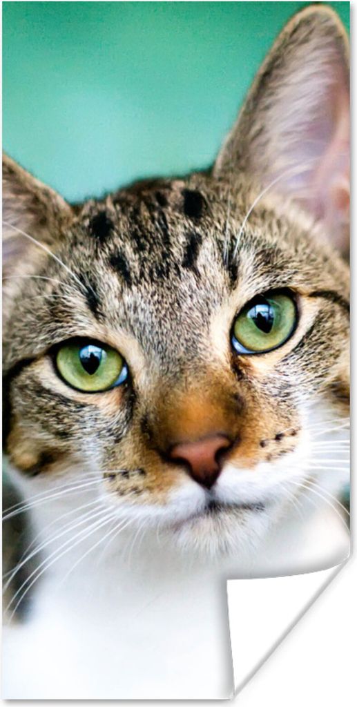 MuchoWow Poster Katze - Porträt - Augen 75x150 cm - Dekoration für die Wände