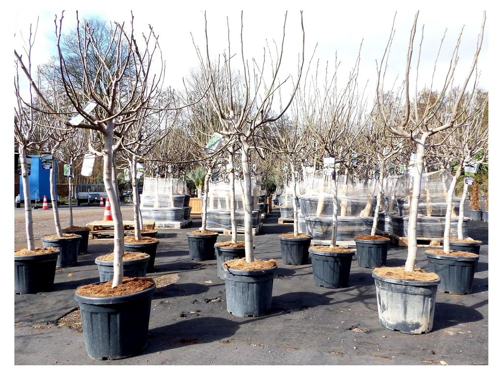 Feigenbaum 180 cm, Stammumfang 14-20 cm, winterhart, Ficus Carica, Obst