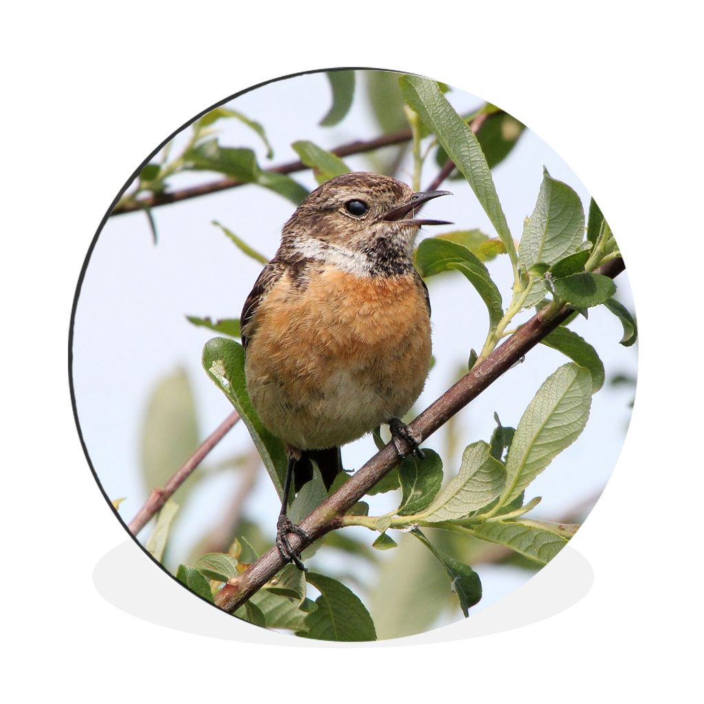 MuchoWow Aluminium Wandkreis Vogel - Äste - Blätter Ø 90 cm Wanddeko Modern Wohnzimmer - Mauerkreis - Wandbilder - Runde Bild - Bild aus Alumi...