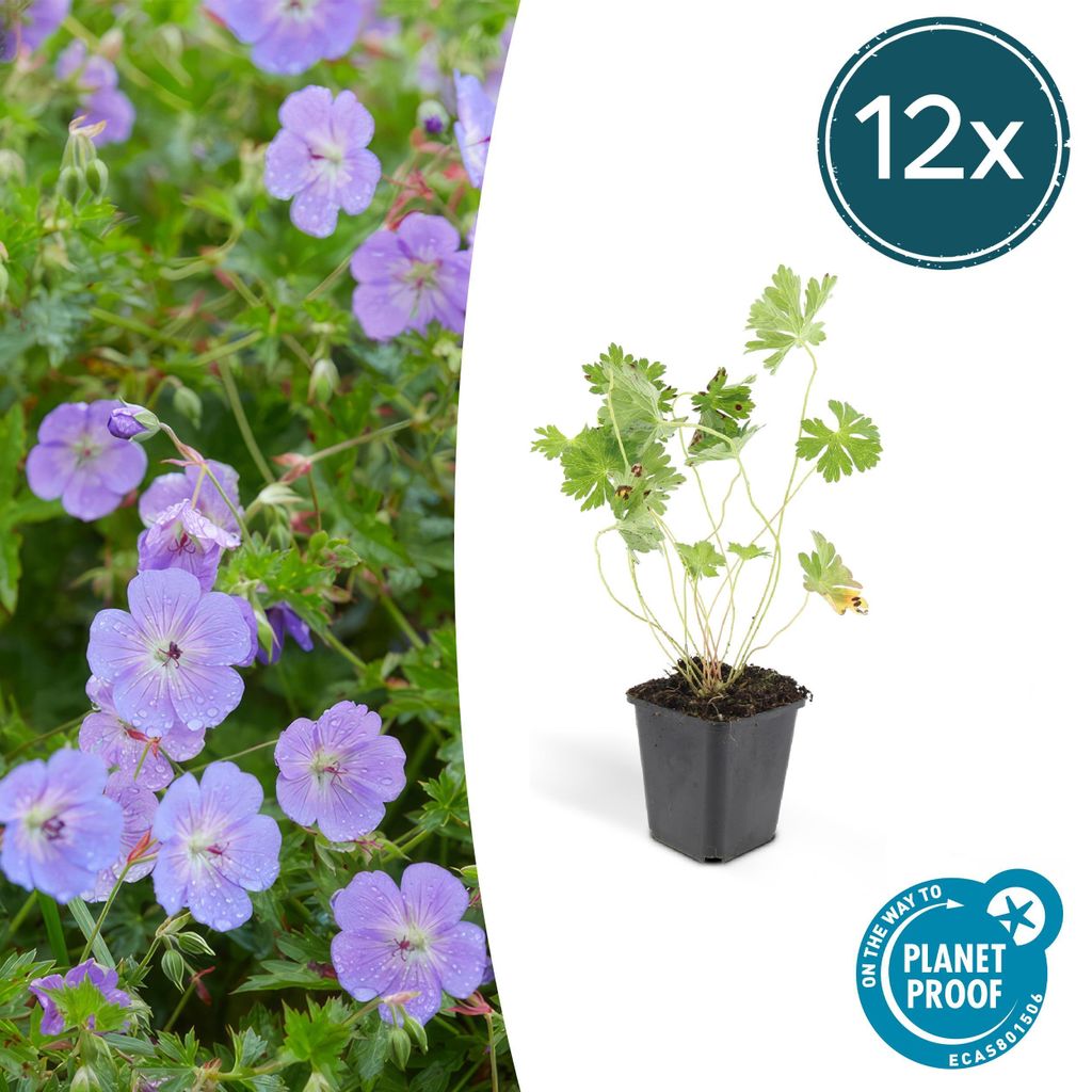 Půdopokryvné rostliny – geranium – Geranium 'Rozanne' – 9cm Obrázek produktu 