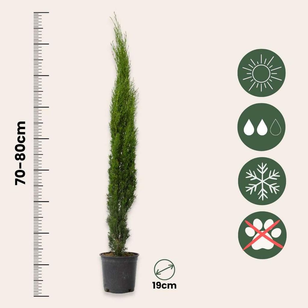 Mittelmeer-Zypresse - Cupressus sempervirens - Höhe 70-80cm - 19cm
