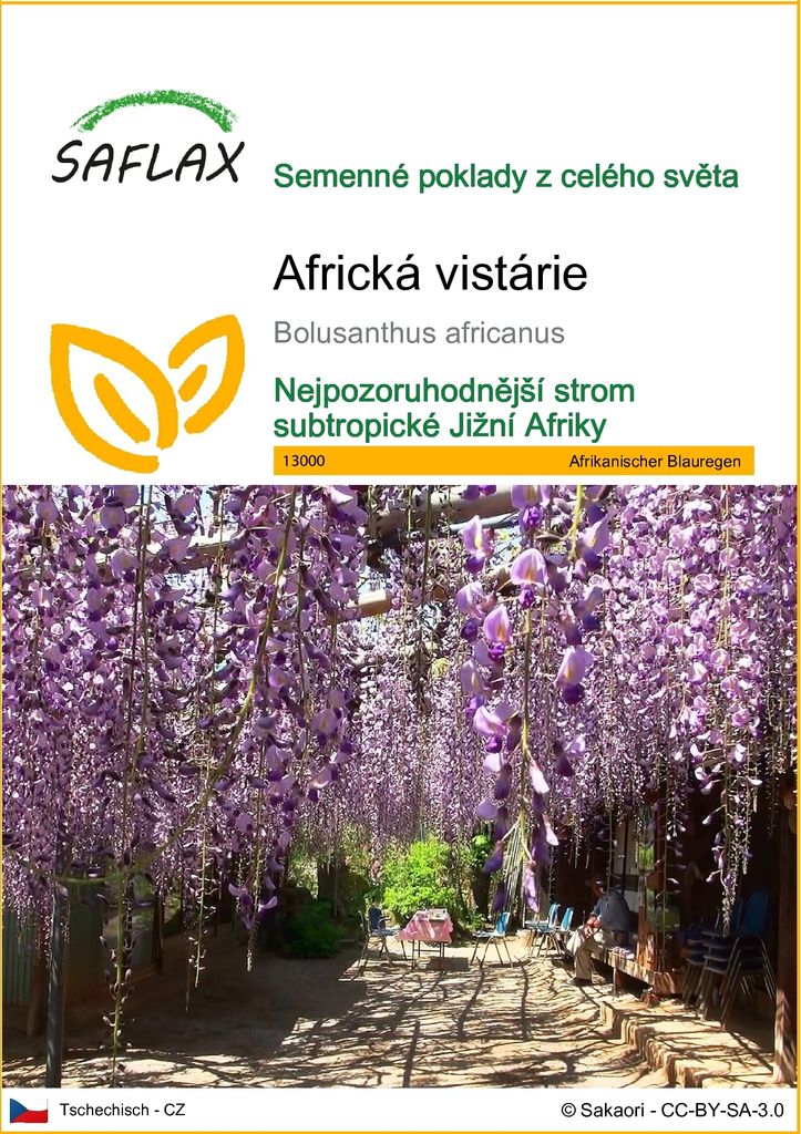SAFLAX - Africká vistárie - Bolusanthus africanus - 15 Obrázek produktu 