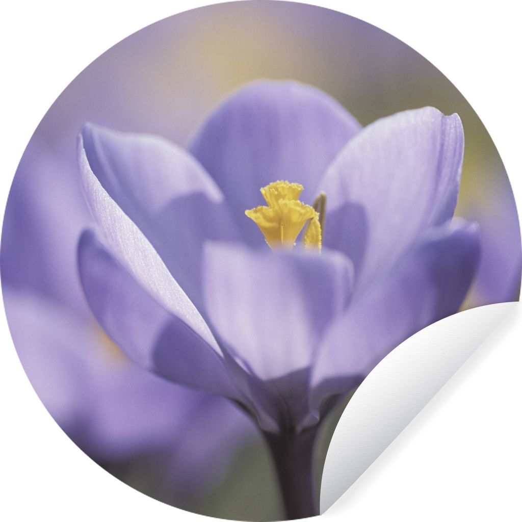 MuchoWow Runde Wandtattoo - Wandsticker Tapete Aufkleber Frühling - Krokus - Lila Ø 80 cm Selbstklebend und Repositionierbar - Wandaufkleber - ...