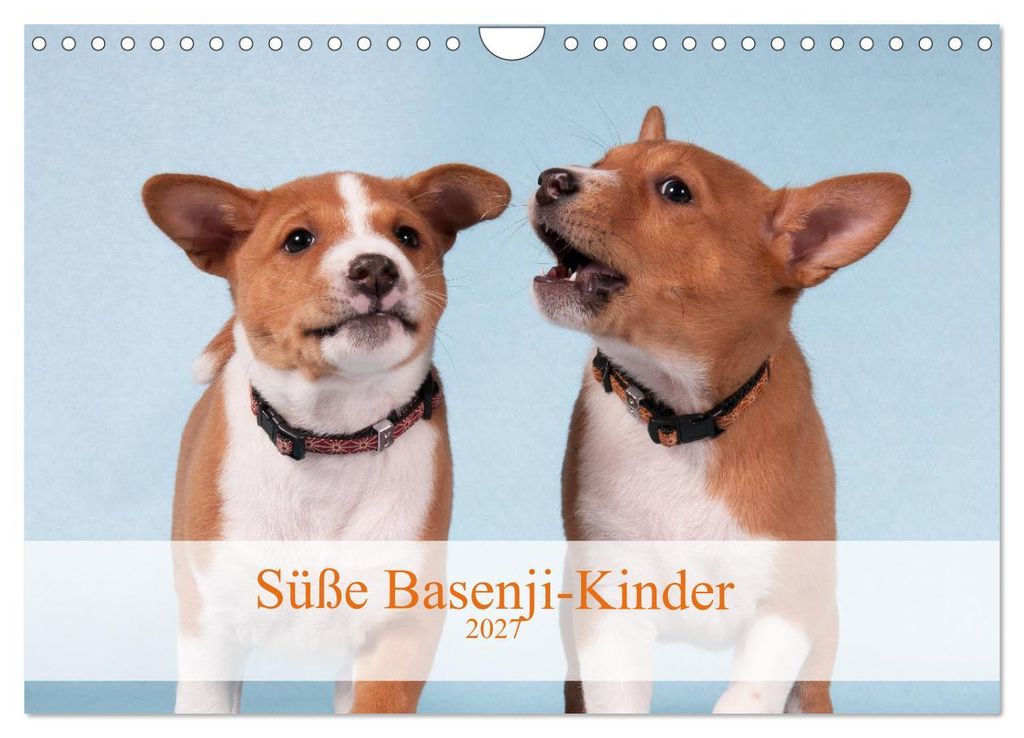Süße Basenji-Kinder (Wandkalender 2027 DIN A4 quer), CALVENDO Monatskalender